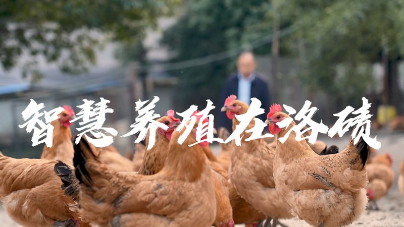 引物合成：揭秘高效基因检测的关键步骤**